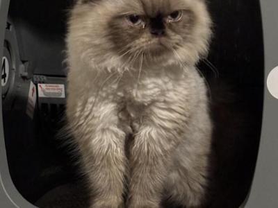 Bleu - Himalayan - Gallery Photo #1