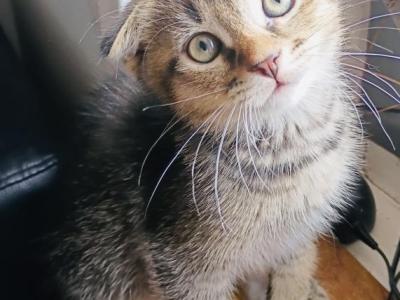 Teo - Scottish Fold - Gallery Photo #1