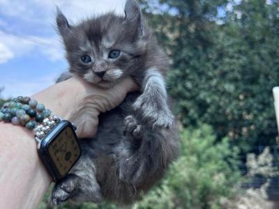 Polydactyl - Polydactyl - Gallery Photo #1