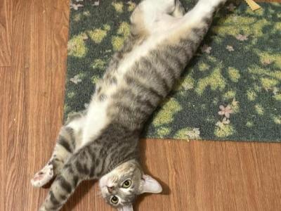 Zoro - Domestic - Gallery Photo #1