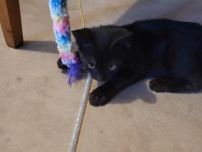 Little Panther - Domestic - Gallery Photo #1