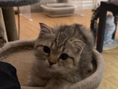 Kitty B - Scottish Fold - Gallery Photo #1