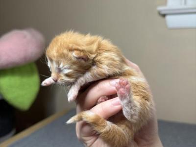 Doll Face Persian Kittens - Persian - Gallery Photo #1