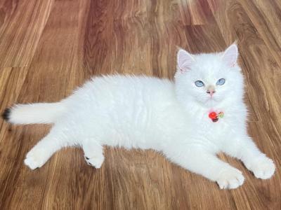 Blueberry - British Shorthair - Gallery Photo #1