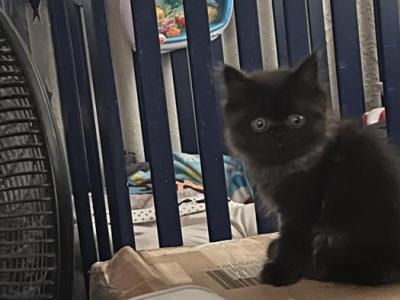 Azul Himalayan Persian - Persian - Gallery Photo #1
