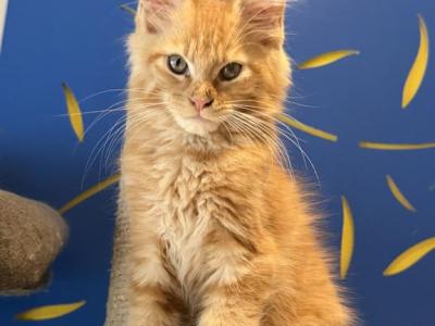 Zark - Maine Coon - Gallery Photo #1