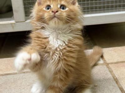 Zoro Polydactyl - Maine Coon - Gallery Photo #1