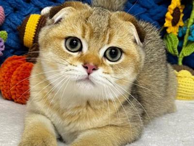 Kerry - Scottish Fold - Gallery Photo #1