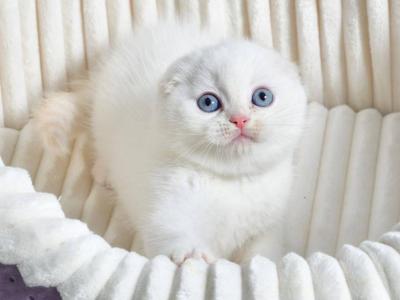 Jeff - Scottish Fold - Gallery Photo #1