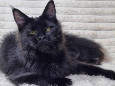 Lika - Maine Coon - Gallery Photo #1