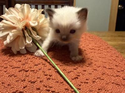 Elsa - Ragdoll - Gallery Photo #1