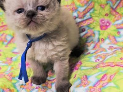 Himalayan Kittens - Himalayan - Gallery Photo #1