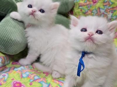 White Blue Eyes Persian - Persian - Gallery Photo #1