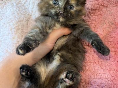 Persian Maine Coon - Persian - Gallery Photo #1