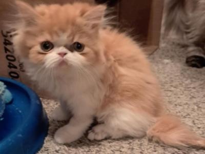Bugzy - Persian - Gallery Photo #1