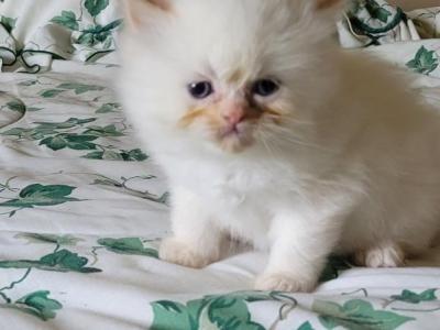 John - Himalayan - Gallery Photo #1