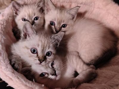 Lynx Point Babies - Siamese - Gallery Photo #1