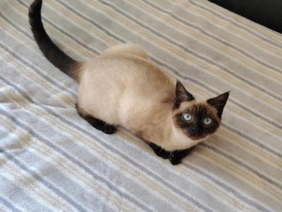 DeeDee Siamese Female - Siamese - Gallery Photo #1