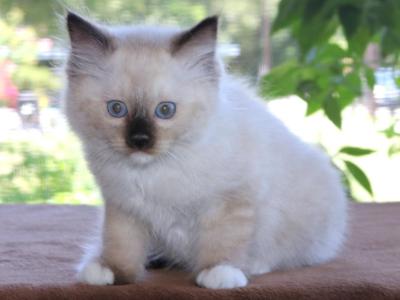 Ragdoll Kitten Seal Female Mitted Family Raised - Ragdoll - Gallery Photo #1