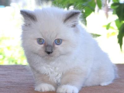 Ragdoll Kitten Luna Blue Lilac Female Mitted - Ragdoll - Gallery Photo #1