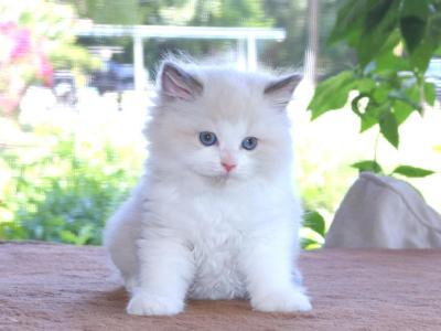 Family Raised Ragdoll Kitten Blue Bicolor Mitted - Ragdoll - Gallery Photo #1