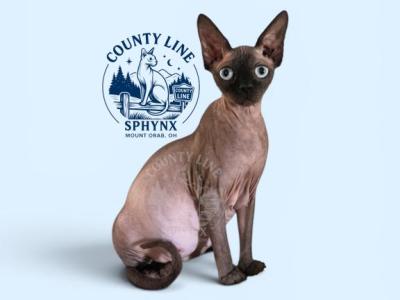 Hazel Mae Chocolate Mink Sphynx Near Cincinnati - Sphynx - Gallery Photo #1