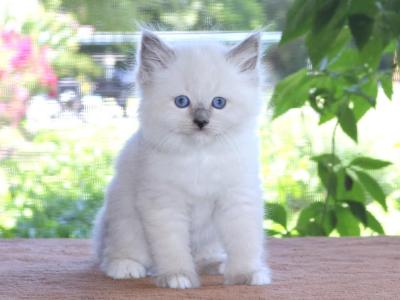 Ragdoll Kitten Jessie Blue Female White Mitted - Ragdoll - Gallery Photo #1