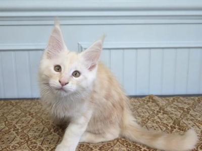 Caviar - Maine Coon - Gallery Photo #1