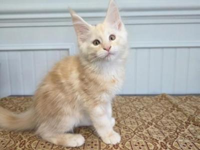 Caviar - Maine Coon - Gallery Photo #1