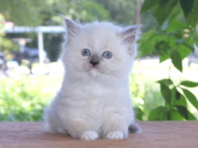 Ragdoll Kitten Bo Peep Blue Lilac Male Mitted - Ragdoll - Gallery Photo #1