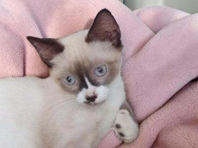Smirk - Snowshoe - Gallery Photo #1