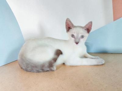 Stripe Lynxpoint - Colorpoint Shorthair - Gallery Photo #1