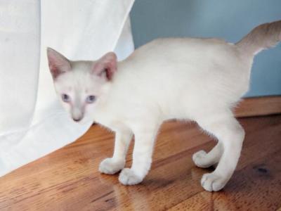 Stripe Lynxpoint - Colorpoint Shorthair - Gallery Photo #1