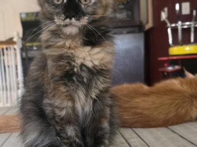 Envy - Maine Coon - Gallery Photo #1