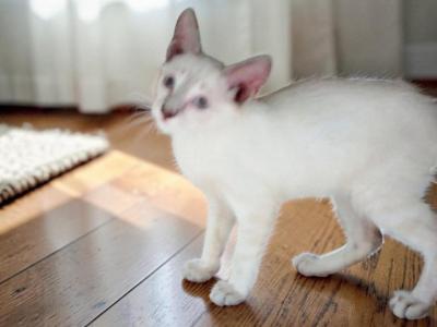 Stripe Lynxpoint - Colorpoint Shorthair - Gallery Photo #1