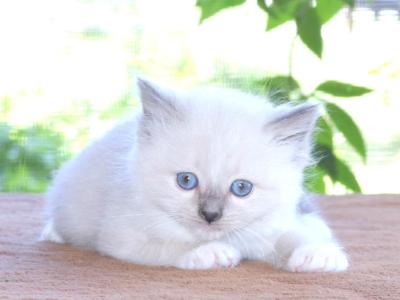 Ragdoll Kitten Bonnie Blue Lilac Female Mitted - Ragdoll - Gallery Photo #1