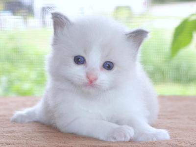 Family Raised Ragdoll Kitten Bicolor Blue Pointed - Ragdoll - Gallery Photo #1