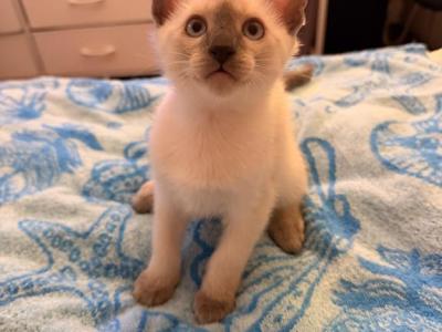 Athenas Kittens - Siamese - Gallery Photo #1