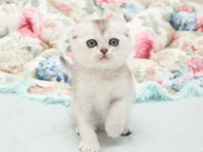 Scottish Haiden - Scottish Fold - Gallery Photo #1
