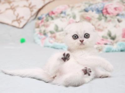 Scottish Haney - Scottish Fold - Gallery Photo #1