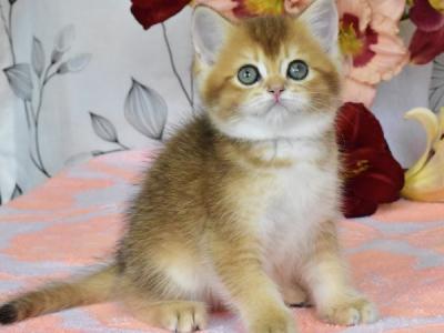 British Dean - British Shorthair - Gallery Photo #1