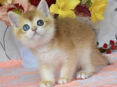 British Dan - British Shorthair - Gallery Photo #1