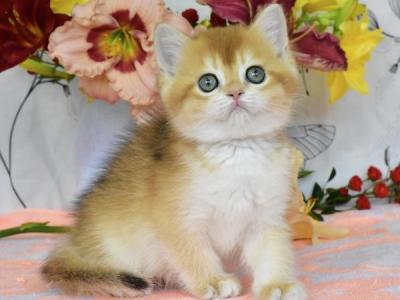 British Deana - British Shorthair - Gallery Photo #1
