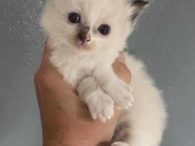 Turkey - Ragdoll - Gallery Photo #1
