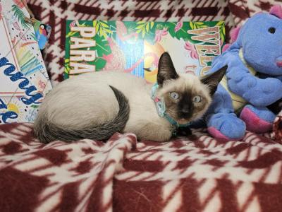 Seal Point 2 Male - Siamese - Gallery Photo #1