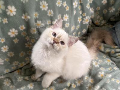 Strawberry TICA Ragdoll - Ragdoll - Gallery Photo #1