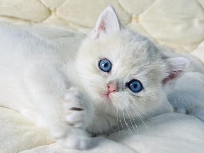British Fistashka - British Shorthair - Gallery Photo #1