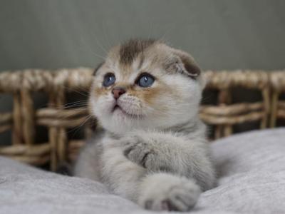 Duke - Scottish Fold - Gallery Photo #1