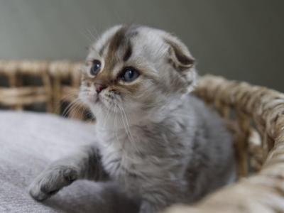 Kai - Scottish Fold - Gallery Photo #1
