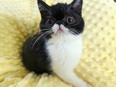 Sweet Tuxedo ESH - Exotic - Gallery Photo #1